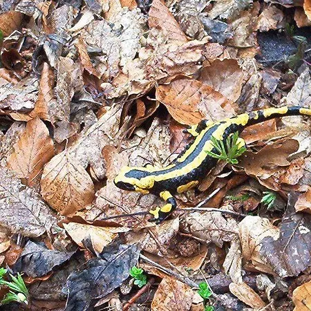 Lejlighed Stricker Typ E
