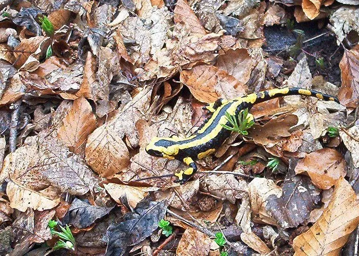 Lägenhet Stricker Typ E