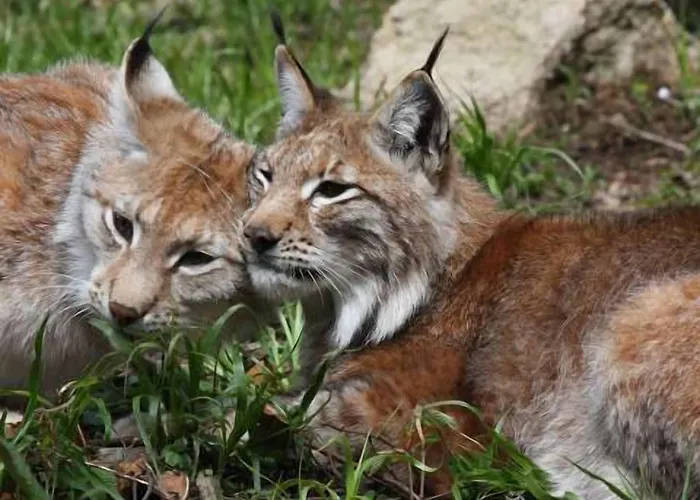 Stricker Typ E Lägenhet *